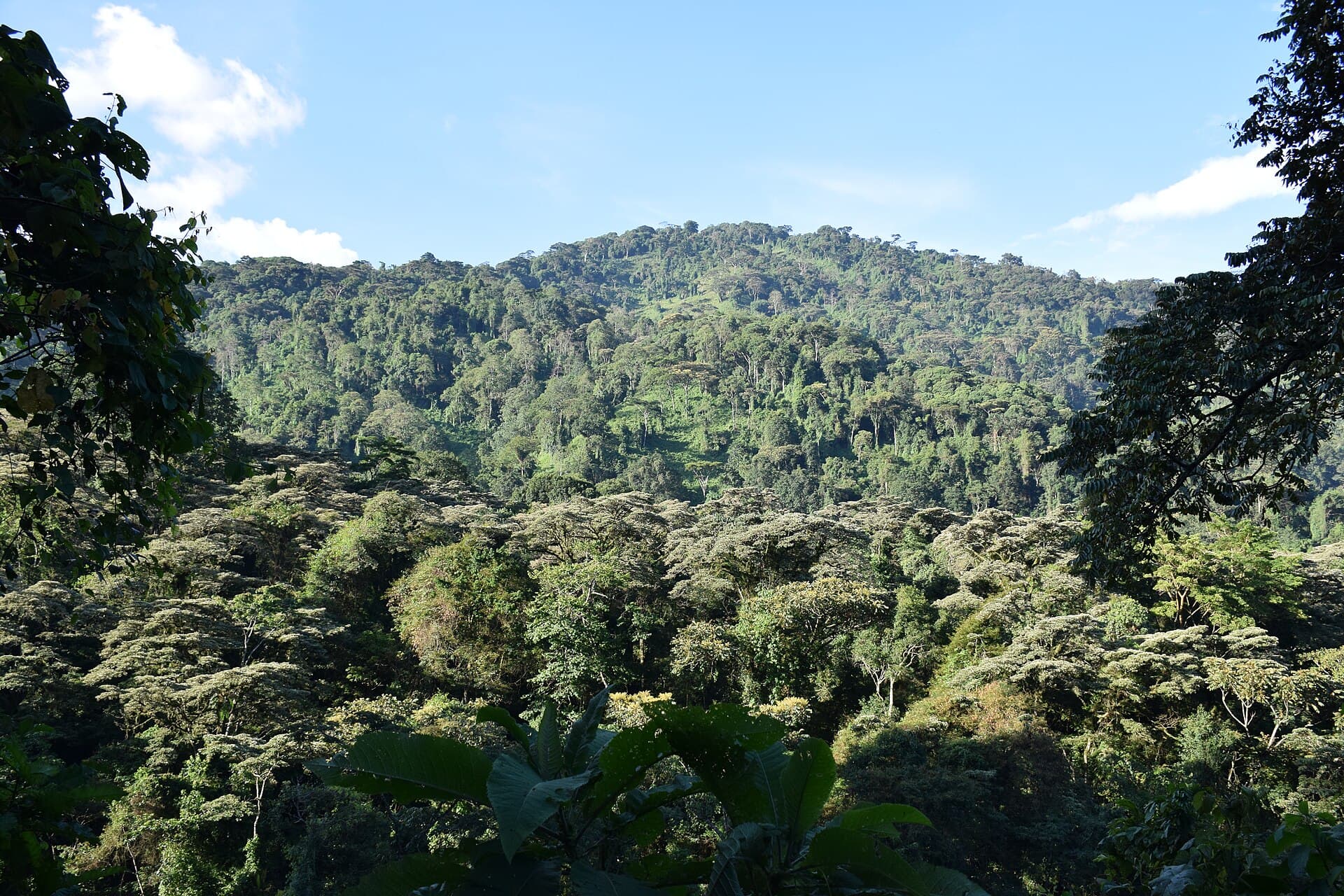 Dense montane forest in Uganda's Rwenzori Mountains